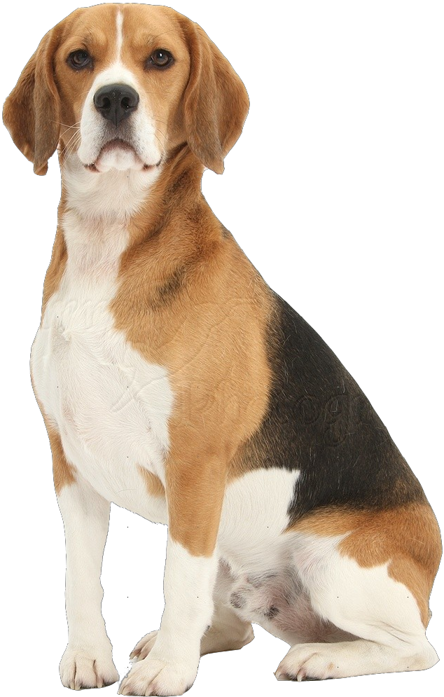 Standing Dog Image